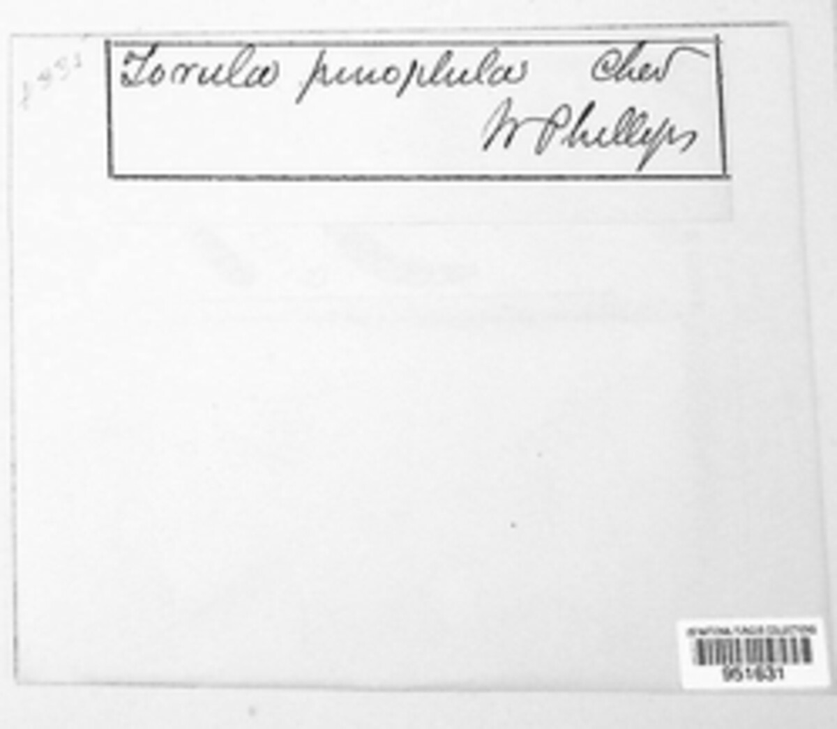 Euantennariaceae image